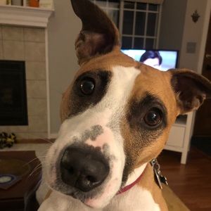 Meet your Posher, da Big Labo